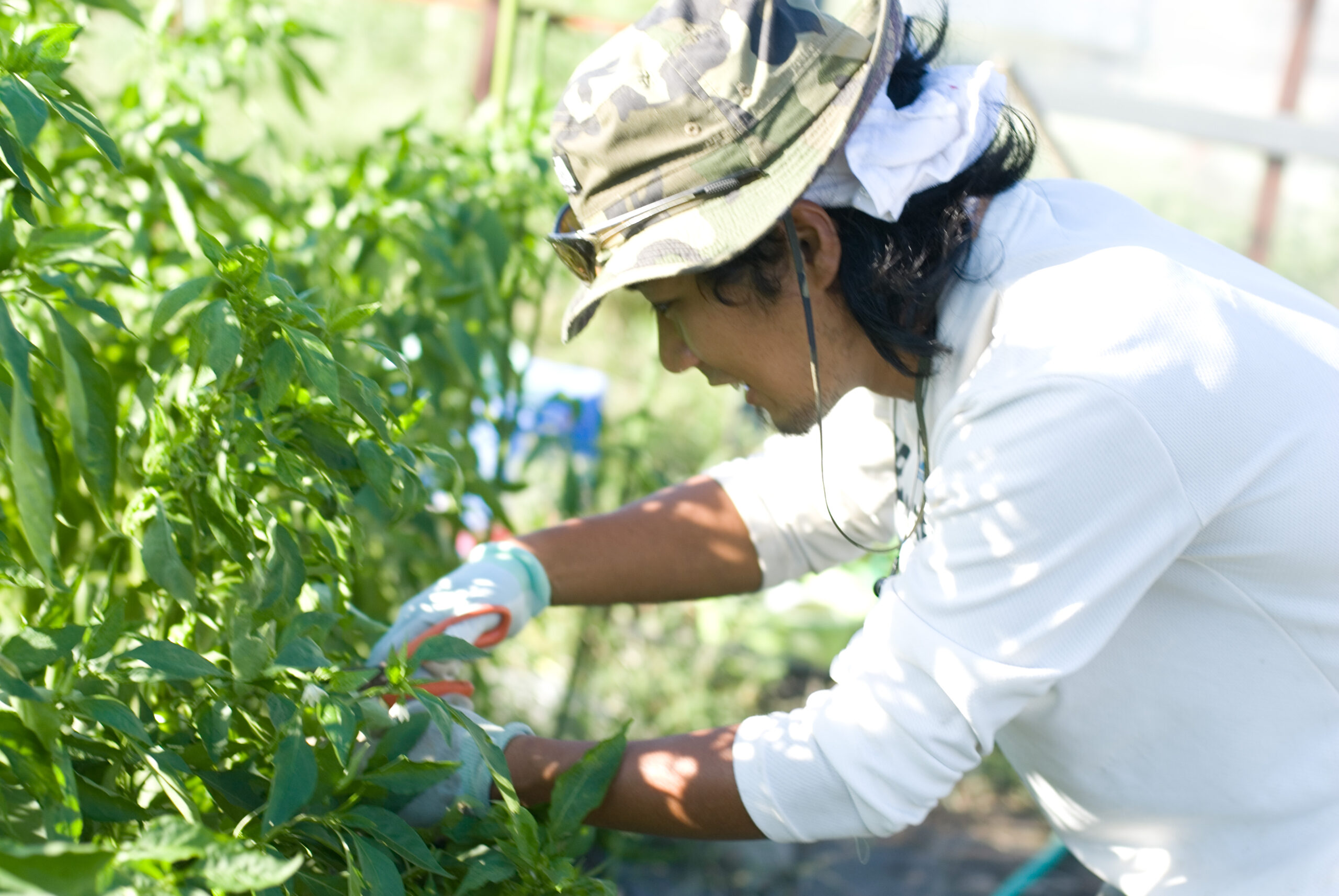 朝、農家さんが収穫した野菜をそのままお届け！こだわりの新鮮野菜の定期便（サブスク）サービス