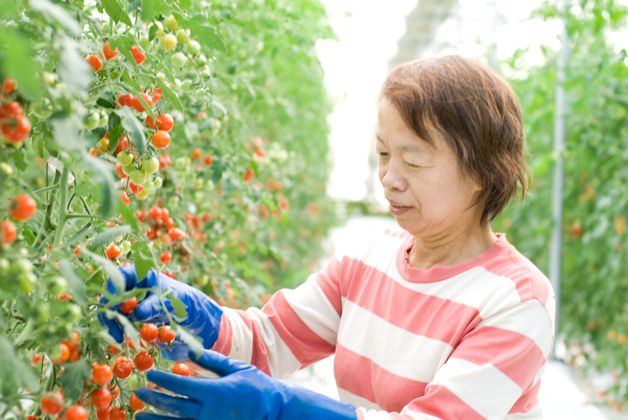 新鮮野菜を農家さんからお取り寄せ！産地直送の美味しさを食卓へ