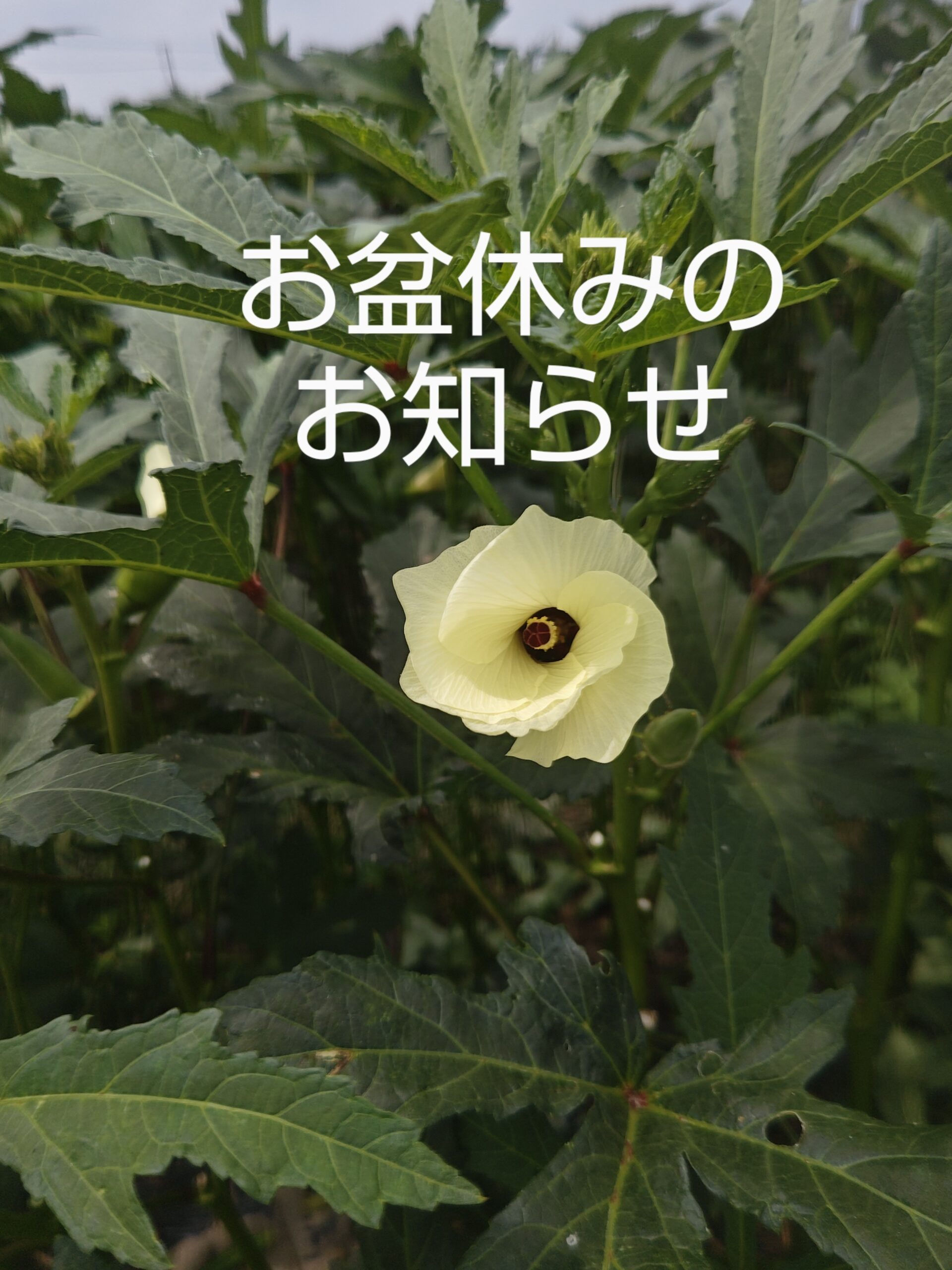 お盆期間のお休みについて